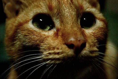 cat  kitten  cat's eyes