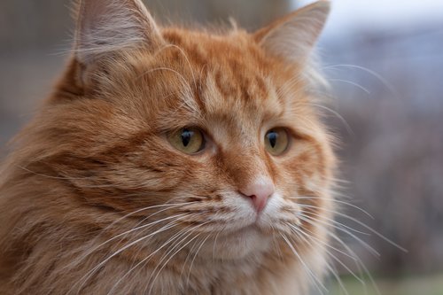 cat  ginger  red