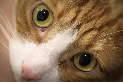 cat  portrait  eyes