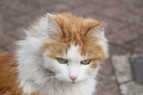 cat  ginger  white