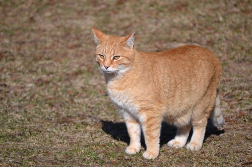 cat  domestic  orange
