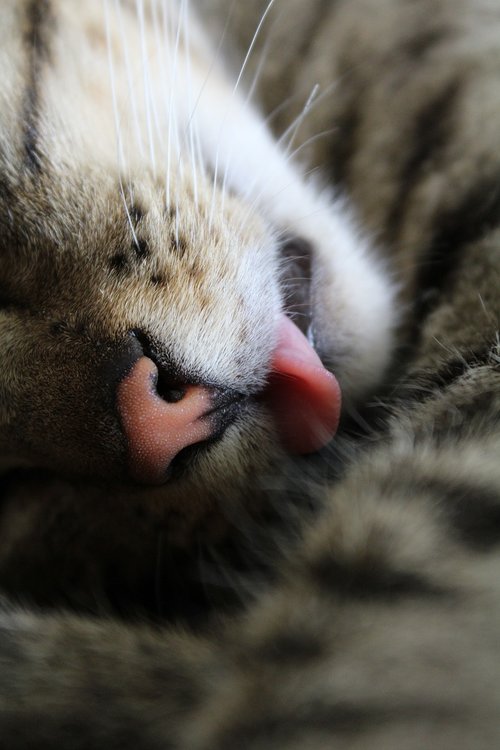 cat  tongue  closeup