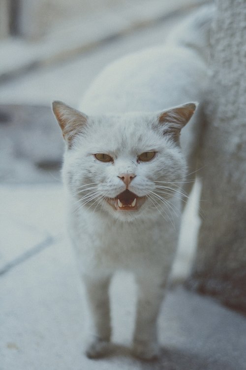 cat  white  white cat