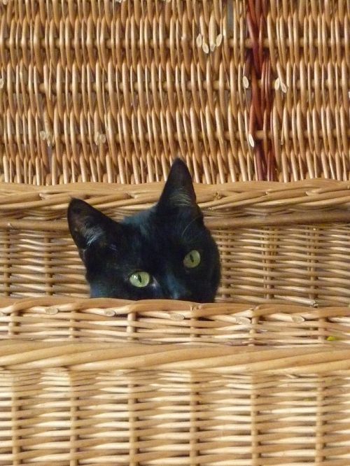 cat basket black