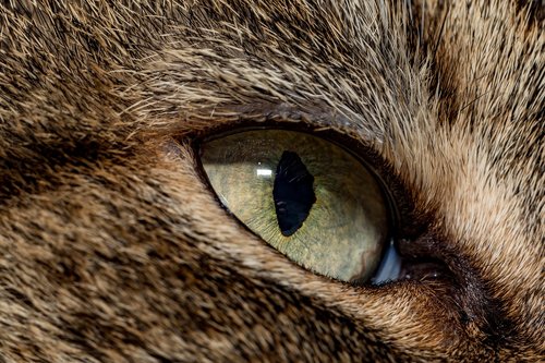 cat  macro  eye