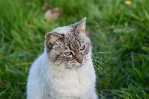 cat  pussy  cat sitting