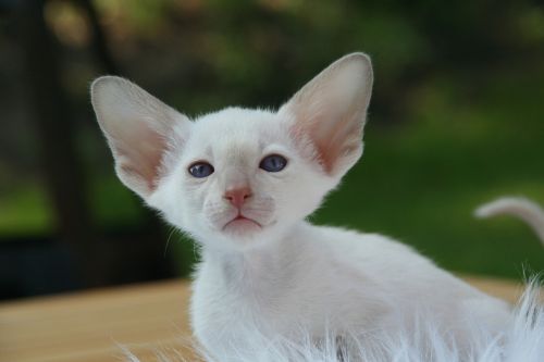 cat kitten siamese cat