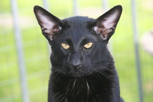 cat panter black