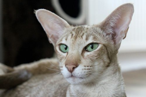 cat brown ears