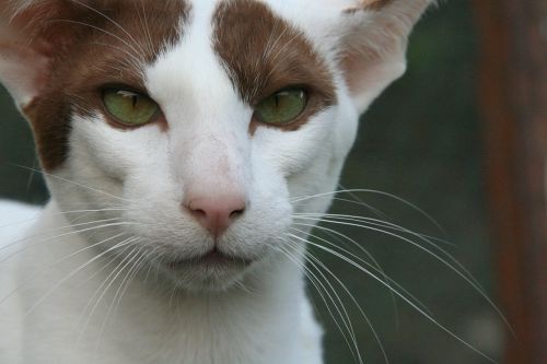 cat eyes oriental shorthair