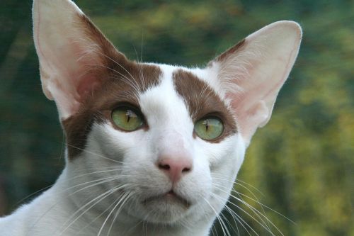 cat attention oriental shorthair