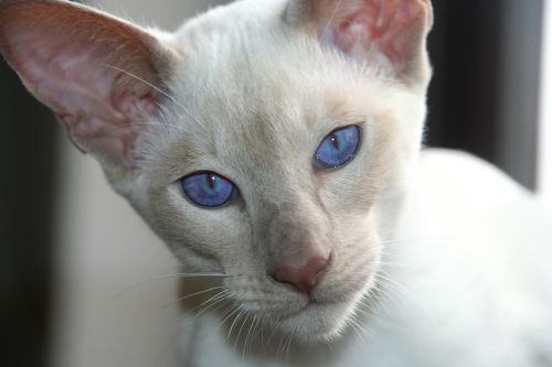 cat siamese cat blue eye