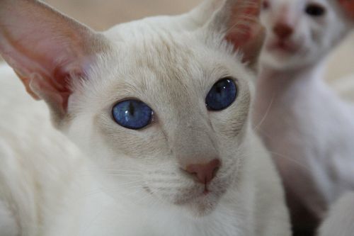 cat eyes blue