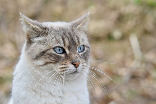 cat  pussy  cat blue eyes