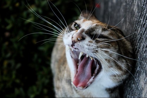 cat  jaws  teeth