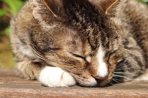 cat  mackerel  domestic cat