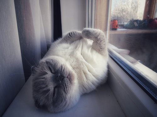 cat  dream  sleeps