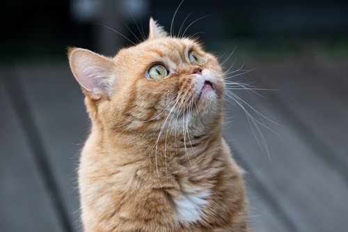 cat  british shorthair  cat face
