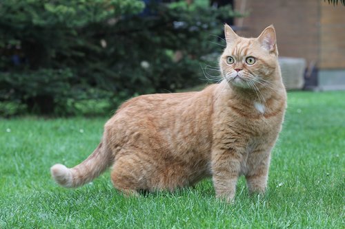 cat  british shorthair  red