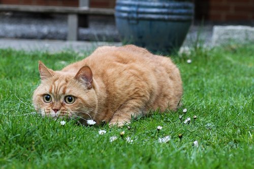cat  red  british shorthair