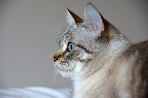 cat  blue eyes  feline