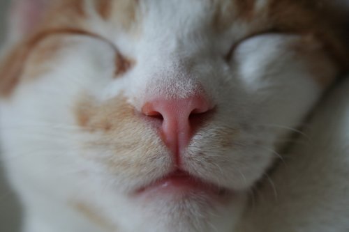 cat  frontal  face