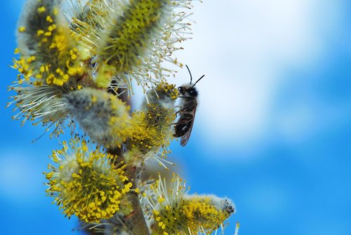 cat  flower  insect