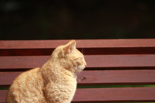 cat  bench  park