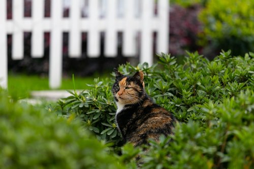 cat  outdoor  green