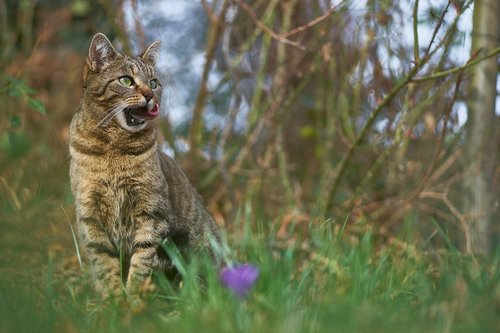 cat  garden  pet