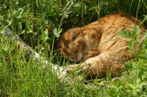 cat  natural  shrub