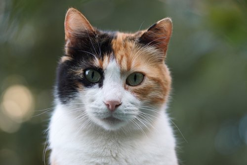 cat  calico  adorable