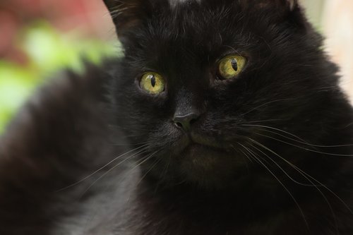 cat  black cat  cat face