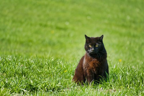 cat  black  meadow