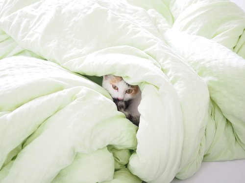 cat  bed  blanket