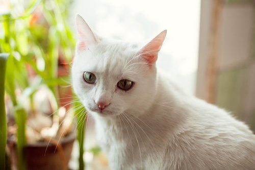 cat  white  kitten