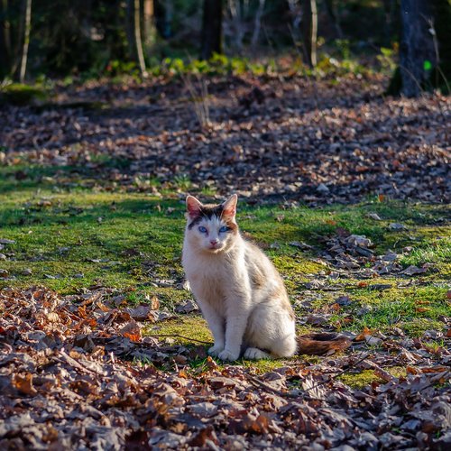 cat  nature  forest