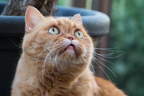 cat  british shorthair  cat's eyes