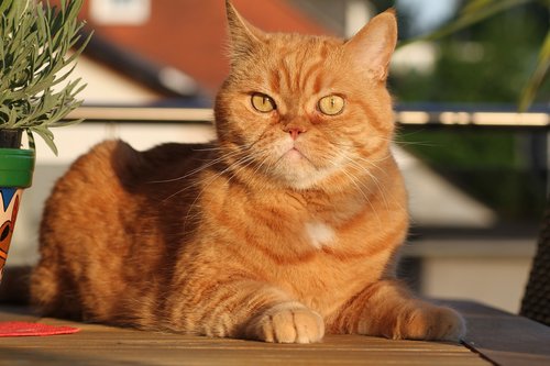 cat  british shorthair  cat's eyes