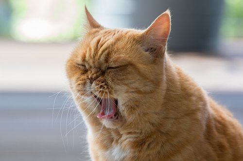 cat  tongue  british shorthair