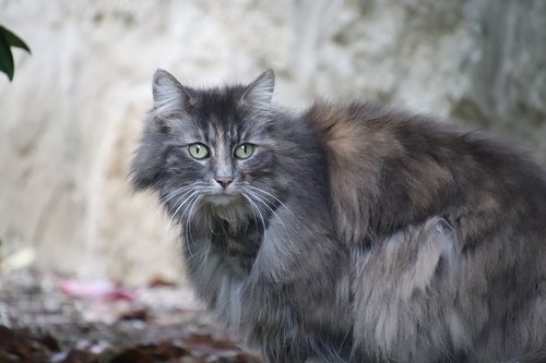 cat  angora  grey