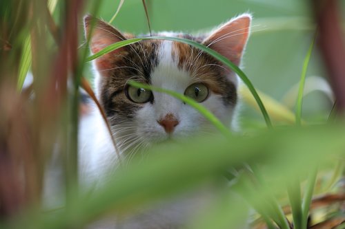 cat  grass  curious
