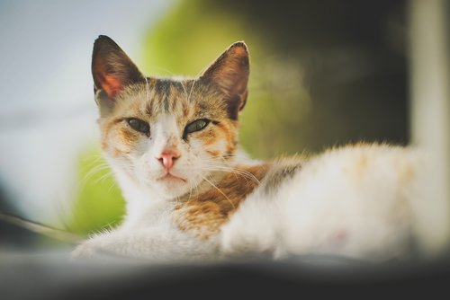 cat  portrait  pet