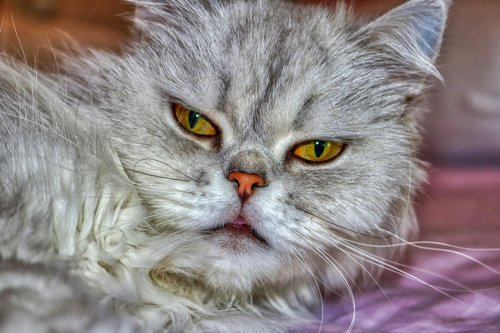 cat  persian  fluffy