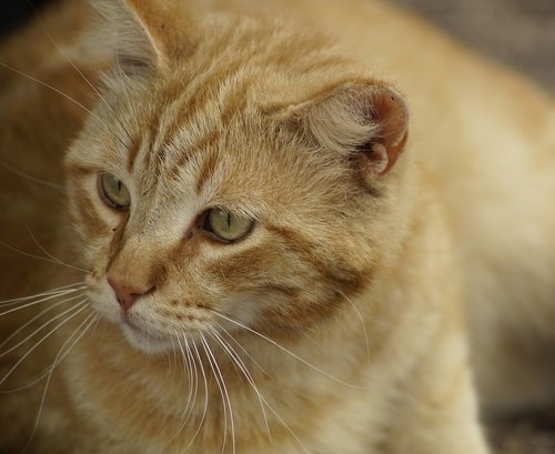 cat  portrait  head