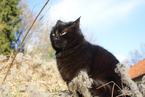 cat  black  anger