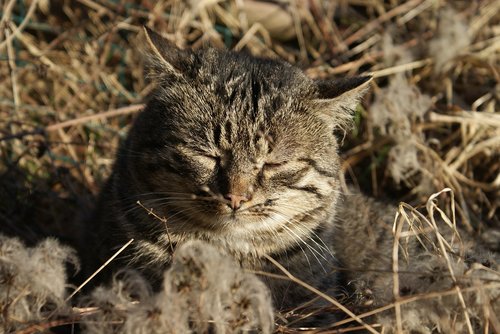 cat  wild  rest