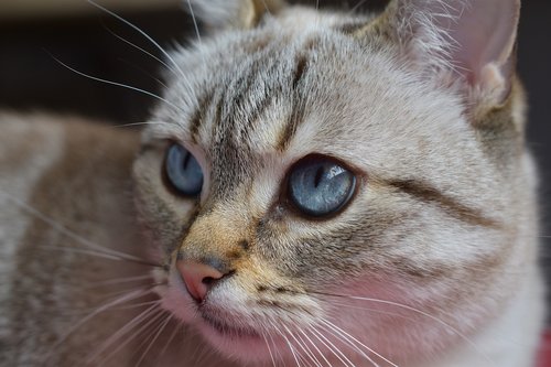 cat  eyes  blue