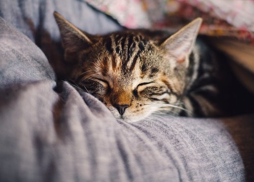 cat  domestic cat  sleep