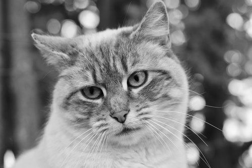 cat  feline  portrait of cat